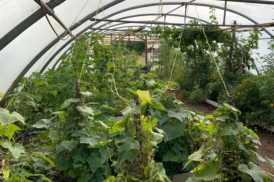 Drivehus med dyrkning af egne grøntsager